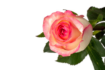 Pink rose on isolated white background.