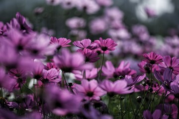 Obraz premium purple flowers in the garden