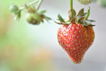 Unreife Erdbeere im Topf