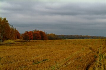 Fototapeta na wymiar mown wheat field in rainy autumn, Russia