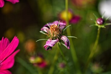 bee on pink flower