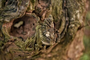 lizard on tree