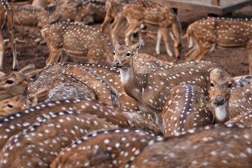 close of photo of spotted deer.