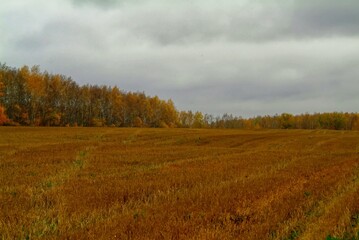 Fototapeta premium mown wheat field in rainy autumn, Russia