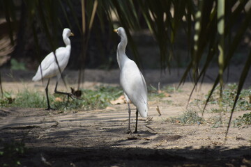 great white heron