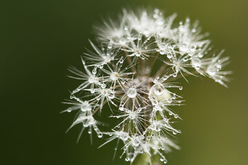 Fototapeta premium close up of dandelion seeds with water drops