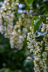 green leaves on a branch