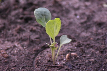 Junger Rosenkohl
