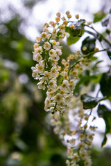 white flowers on forest after rain