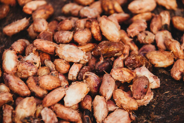 cocoa beans in natural drying process with the sun