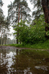 after rain in the woods © Denis DZph Zakharov