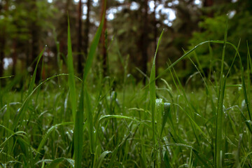 water drops on grass after rain