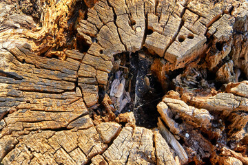 Old sawn tree trunk with holes and structure as a background.