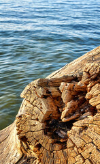 Old sawn tree trunk with blurred water in the background.