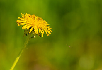 yellow dandelion flower and a spider on its web climbing to it