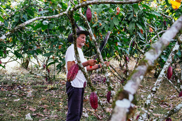 farmer old man in cocoa plantation, tending and harvesting