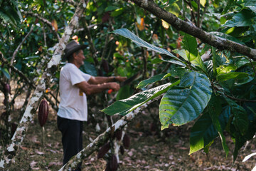 farmer old man in cocoa plantation, tending and harvesting