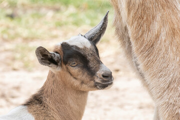 One brown, white, black horned, baby goat kid, standing on the spring grass, head shot