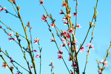 pink peach tree blossom at april