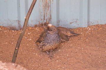 Two common Quails, Coturnix coturnix, birds in the nature habitat. Quail sitting in the sand