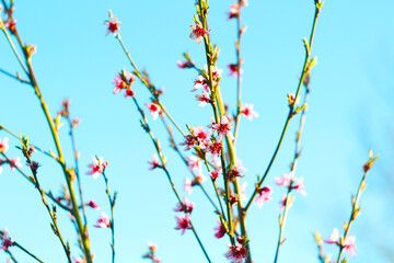 pink peach tree blossom at april