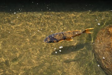 Selective black head Koi fish float on clear water surface, with daytime light shining down, causing to see shadow under the water, Hida Furukawa Japan.
