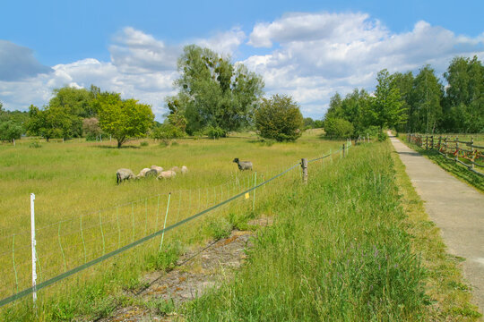 A sheep herd in Nuthe-Nieplitz Nature Park in federal state Brandenburg - Germany