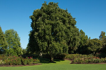 Giant tree in Hamilton Gardens in Waikato region on North Island of New Zealand 
