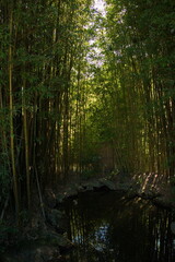 Bamboo forest in Chinese Scholar's Garden in Hamilton Gardens,Waikato region on North Island of New Zealand 
