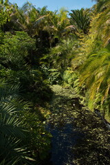 Tropical Garden in Hamilton Gardens,Waikato region on North Island of New Zealand 
