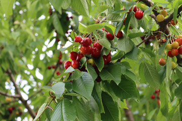 Red ripe cherries on the branch in the orchard. Prunus avium tree with fruits on springtime
