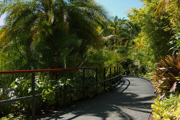 Tropical Garden in Hamilton Gardens,Waikato region on North Island of New Zealand 
