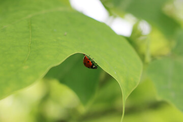 Close-up of a ladybird on a green leaf in the garden. Coccinella family insect
