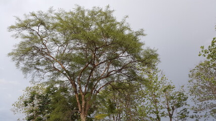 branches of a tree in the sky