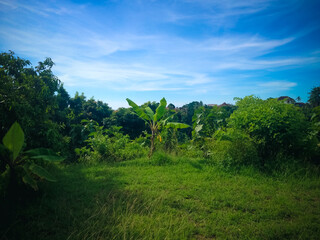 Obraz premium Natural Peaceful Plant Fields Scenery On Sunny Day In Agricultural Area At The Village, North Bali, Indonesia