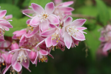 Fototapeta na wymiar Close-up of Deutzia Tourbillon Rouge beautiful pink flowers. Deutzia bush in bloom 