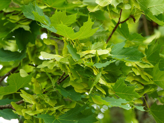 Acer platanoides | Spitz-Ahorn oder Spitzblättriger Ahorn, ein sommergrün Baum mit paarweise...