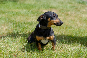 Black and tan Jack Russell Terrier posing in full body, sits in the grass with shadow