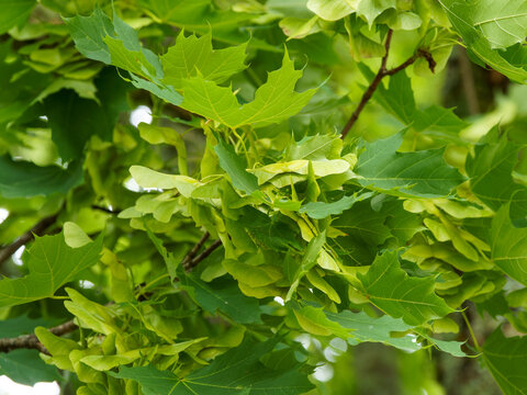 Acer platanoides | Spitz-Ahorn oder Spitzblättriger Ahorn, ein sommergrün Baum mit paarweise geflügelte Nüsschen, spaltfrucht genannt zwischen dunkelgrün gelappten Blättern in Sommer