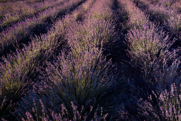 Lavender Field in the summer sunset time