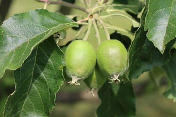 Close-up of small green apples growing on branch on tree in the orchard on a sunny day. Malus domestica
