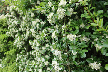 Pyracantha bush with many beautiful white flowers. Firethorn in bloom on springtime
