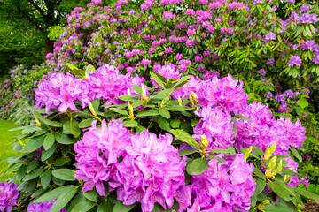 Purple Rhododendron plant with flowers blooming.