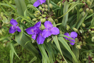 Close-up of Tradescantia purple flowers in the garden. Tradescantia virginiana plant in bloom
