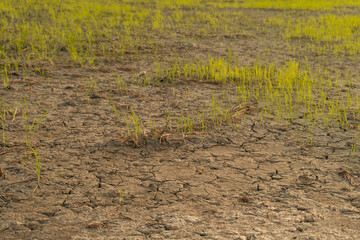 Paddy field with dry land