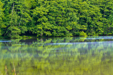 green forest near a lake, with reflections in the water
