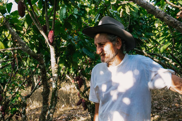 farmer old man in cocoa plantation, tending and harvesting