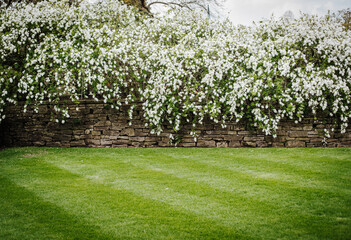 Stone wall covered in white flowers and green grass. Space for text