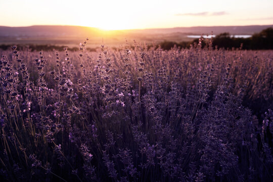 Lavender Field in the summer sunset time © Iurii Seleznev