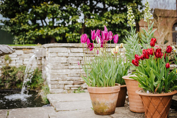 Obraz na płótnie Canvas Display of Tulips (Tulipa) in Flowerpots in a Wisley Gardens, England, UK